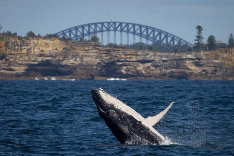 Sydney: Whale Watching Cruise and Taronga Zoo Package - Deep Dive into the Itinerary