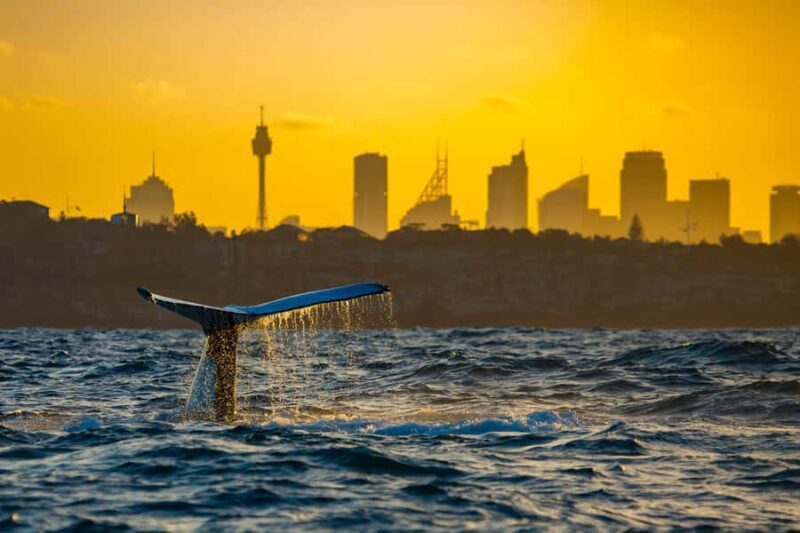 Sydney: Whale Watching Cruise and Taronga Zoo Package - FAQ