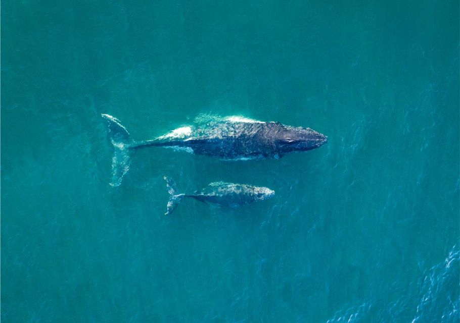 Sydney: Whale Watching Explorer Cruise - Language and Accessibility