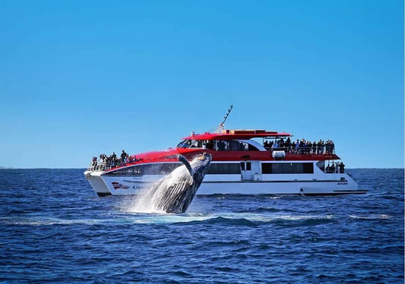 Sydney: Whale Watching & Hop On Hop Off Cruise Package - Final Thoughts: Who Will Love This Tour?