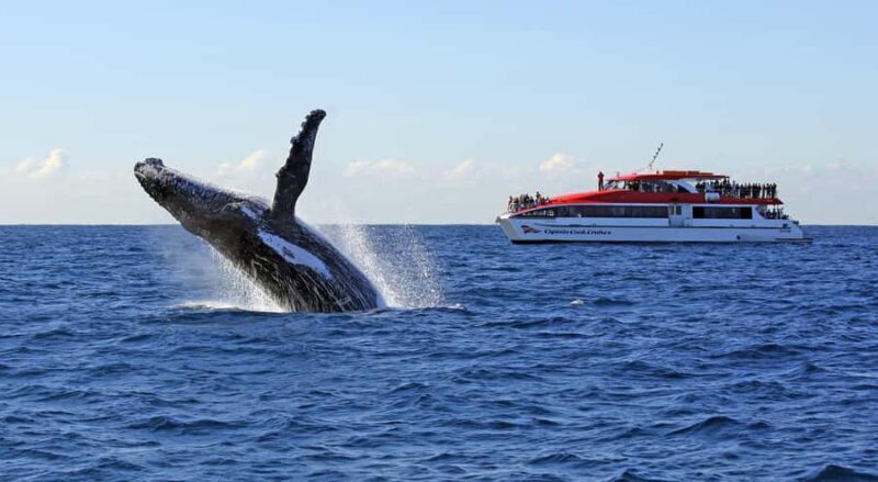 Sydney: Whale Watching & Wildlife Cruise - The Sum Up