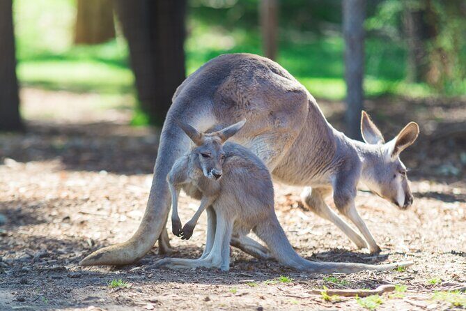 Sydney Wild Kangaroos and a Cruise: A Private Wildlife Adventure - Key Points