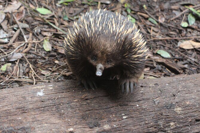 Sydney Wild Kangaroos and a Cruise: A Private Wildlife Adventure - Who Will Love This Tour?