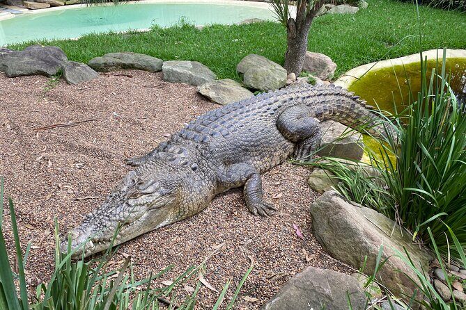 Sydney Wild Kangaroos and a Cruise: A Private Wildlife Adventure - FAQ