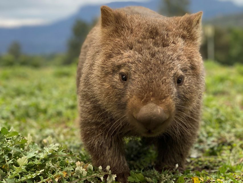 Sydney: Wild Wombats and Kangaroo Experience - Key Points