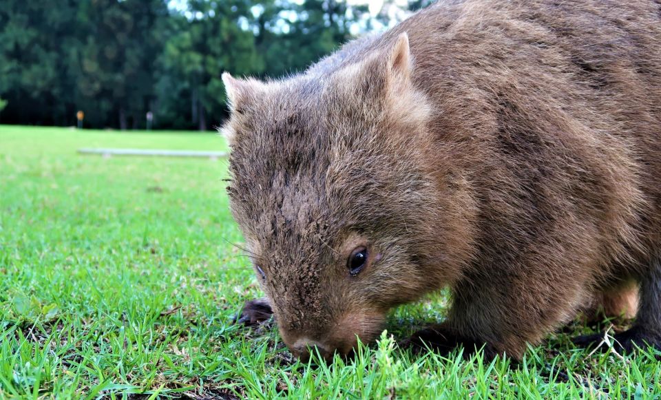 Sydney: Wild Wombats and Kangaroo Experience - Highlights