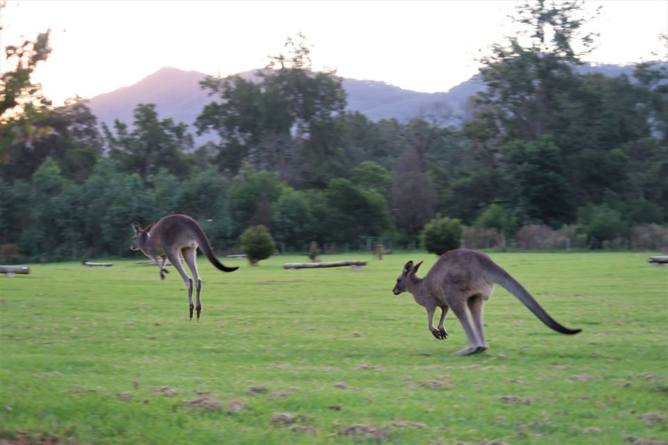 Sydney: Wild Wombats and Kangaroo Experience - Additional Info