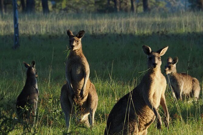 Sydney Wildlife Safari - An In-Depth Look at Sydney Wildlife Safari
