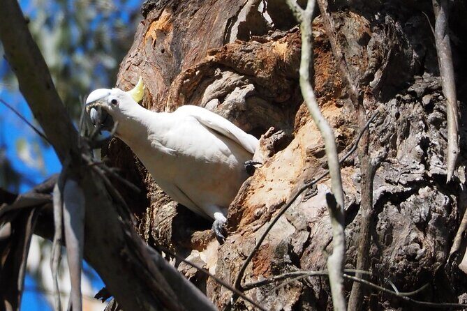 Sydney Wildlife Safari - Frequently Asked Questions