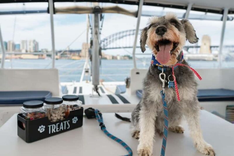 Sydney's 1st Dog Friendly Harbour Cruise: Dogs on Deck - Final Thoughts: Is It Worth It?