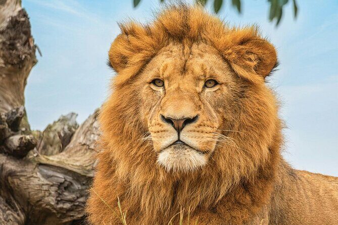 Sydney's Northern Beaches & Ku-ring-gai National Park Small Tour departing Manly - Practical Tips