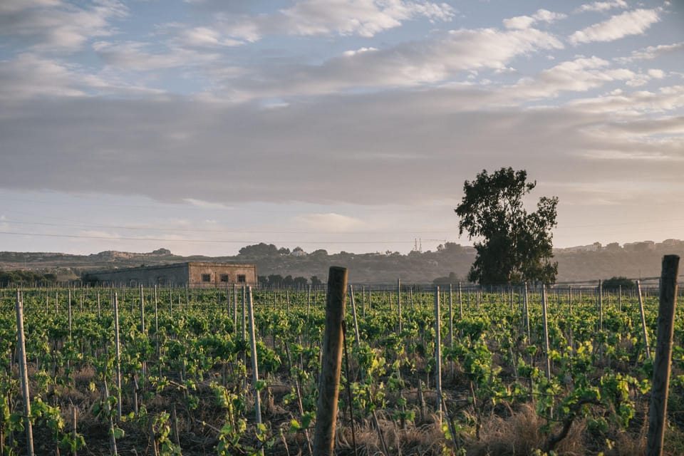 Syracuse: Exclusive Sicilian Wine Tasting Experience - Experience Overview