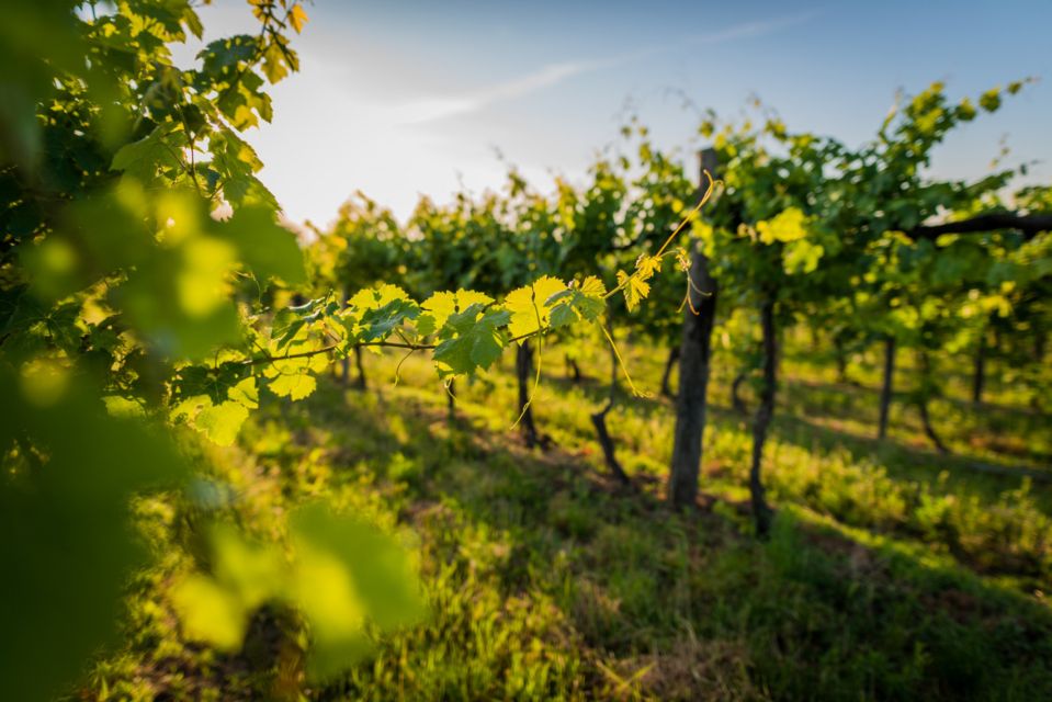 Syracuse: Wine Tasting in a Castle and Historical Garden - Key Points
