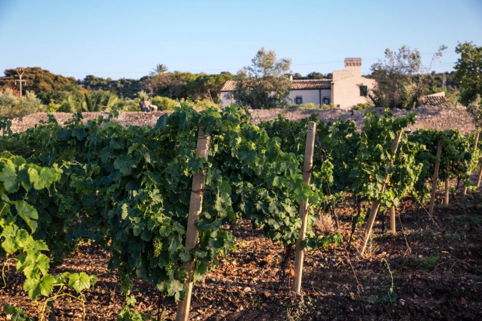 Syracuse: Wine Tasting in a Castle and Historical Garden - Guided Winery Tour Details
