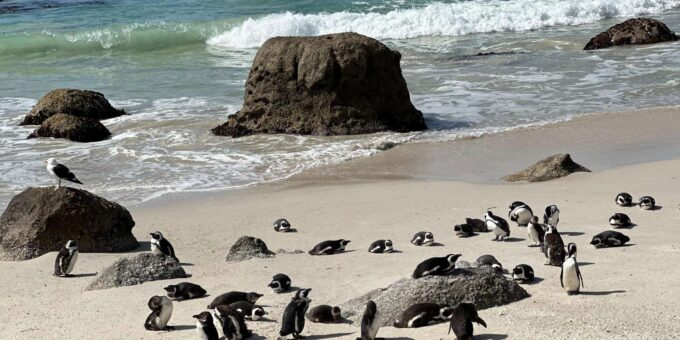Table Mountain Boulders Beach and Cape Point - Sights and Sounds of Simons Town