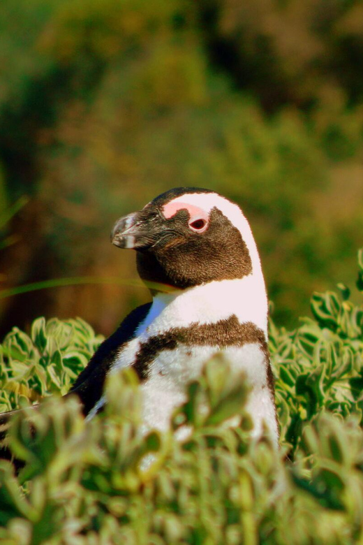 Table Mountain Boulders Beach and Cape Point - Good To Know