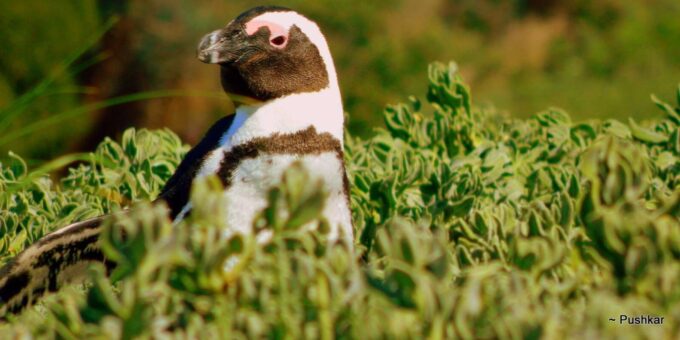 Table Mountain Boulders Beach and Cape Point - Frequently Asked Questions