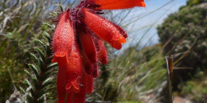 Table Mountain Boulders Beach and Cape Point - The Sum Up