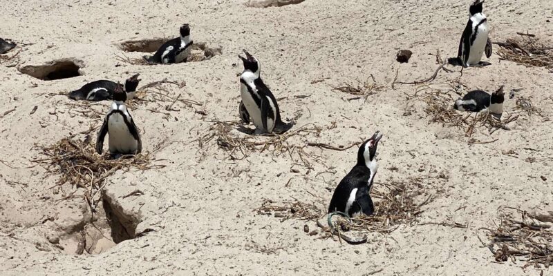 Table Mountain, Boulders Penguins, Cape Point From Cape Town - Good To Know
