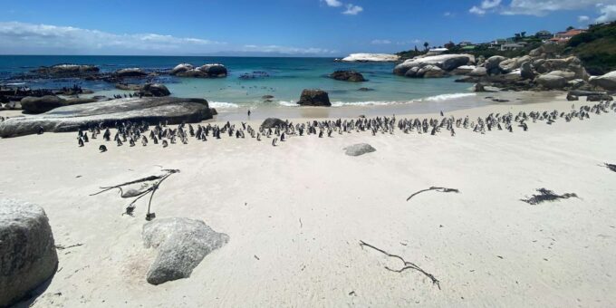 Table Mountain, Boulders Penguins, Cape Point From Cape Town - The Sum Up