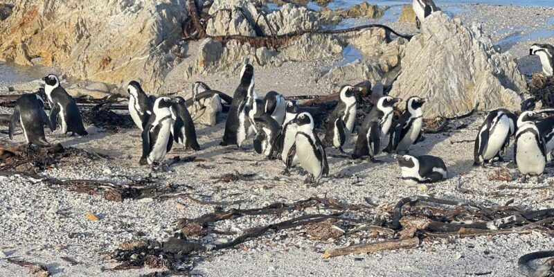 Table Mountain, Cape Point, and Penguins Group Tour - Inclusions and Fees