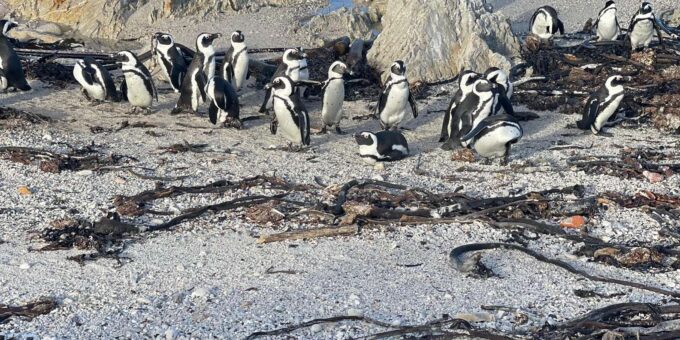 Table Mountain, Cape Point, and Penguins Group Tour - Preparation and Recommendations