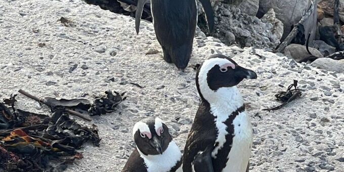Table Mountain, Cape Point, and Penguins Group Tour - Exploring the Experiences