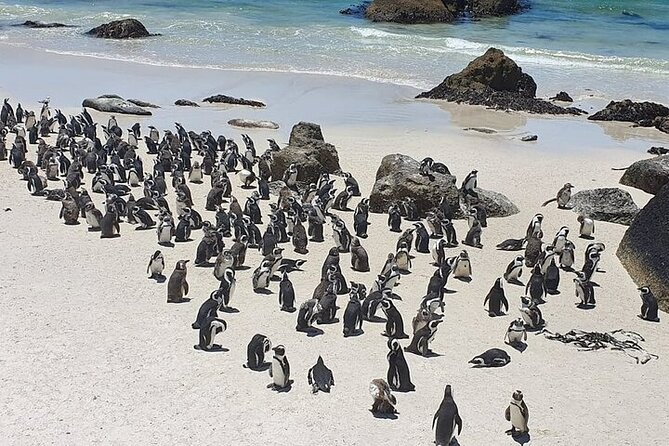 Table Mountain, Cape Point & Penguin Beach ENTRANCE INCLUDED - Tips for Your Visit