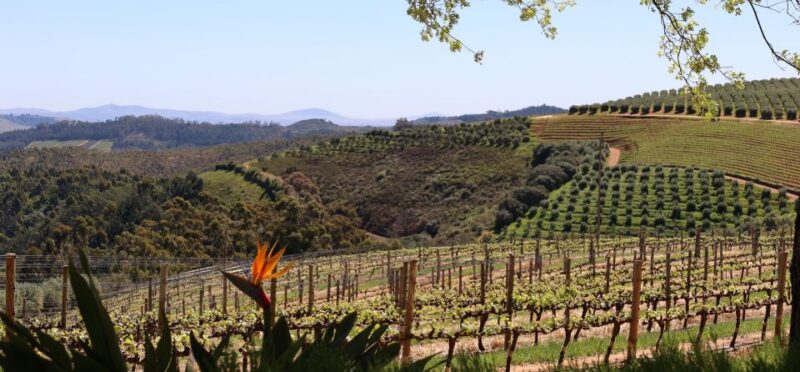 Table Mountain & Constantia Wine Estate Private Combo Tour - Included Services