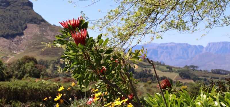 Table Mountain & Constantia Wine Estate Private Combo Tour - Customer Reviews