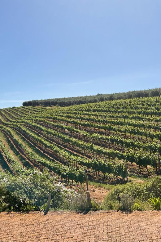 Table Mountain & Constantia Wine Tasting Full Day Tour - Itinerary Highlights