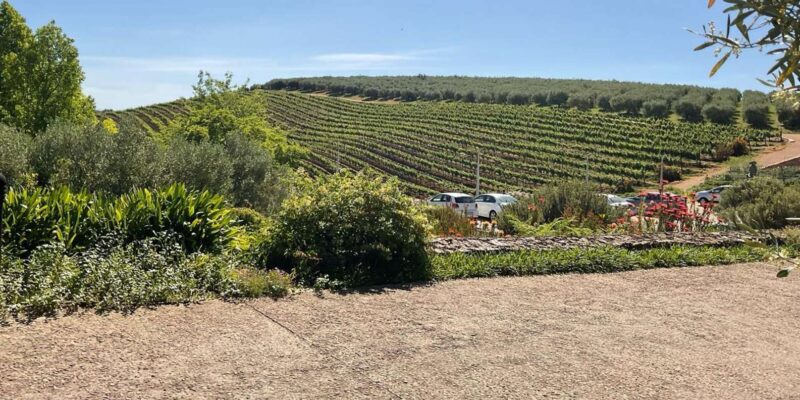 Table Mountain & Constantia Wine Tasting Full Day Tour - Transportation and Inclusions