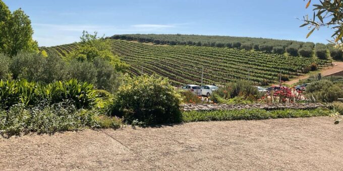 Table Mountain & Constantia Wine Tasting Full Day Tour - Exploring Table Mountain