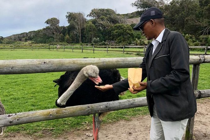 Table Mountain, Penguin and Cape of Good Hope Fees Included - Guide Expertise and Feedback