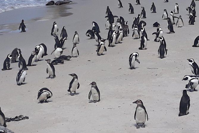 Table Mountain, Penguin and Cape of Good Hope Fees Included - Ideal for First-Time Visitors