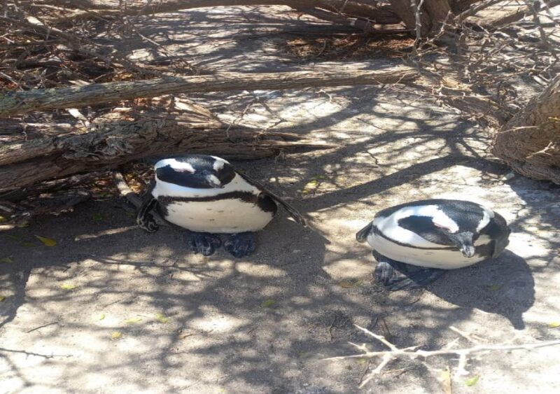 Table Mountain, Penguins, Cape Point Full Day Group Tours - Good To Know