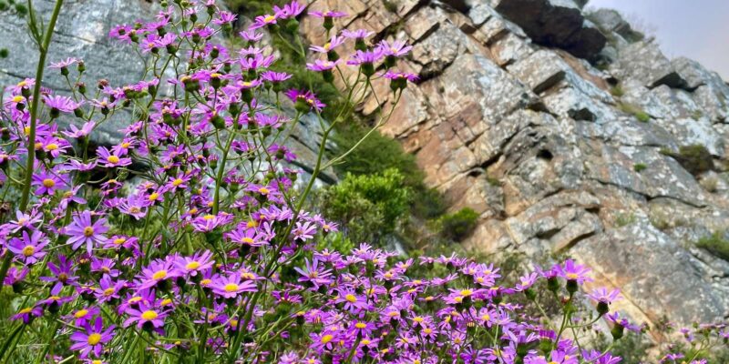 Table Mountain via Platteklip Gorge - Hike Experience