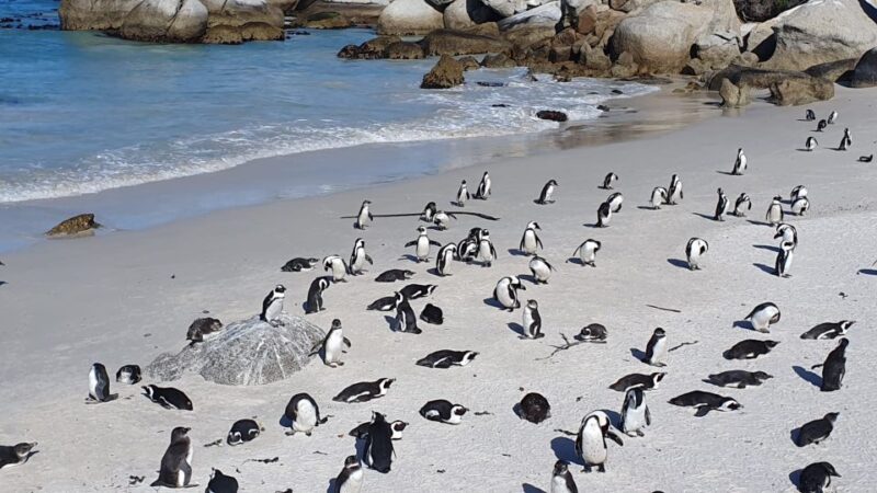 Table Mountain,Cape of Good Hope& Penguins Full Day Private - Cultural Immersion in Bo-Kaap