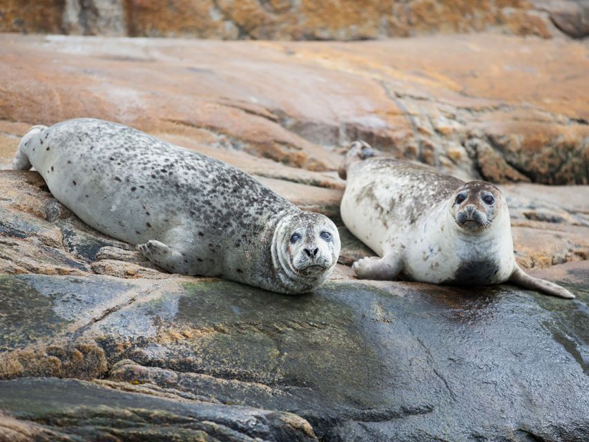 Tadoussac/Baie-Ste-Catherine: Whale Watch Zodiac Boat Tour - Whale Encounters