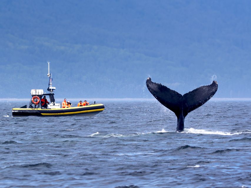 Tadoussac/Baie-Ste-Catherine: Whale Watch Zodiac Boat Tour - Fjord Excursion