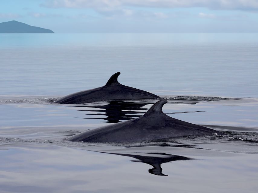 Tadoussac/Baie-Ste-Catherine: Whale Watch Zodiac Boat Tour - Whale-Watching Site