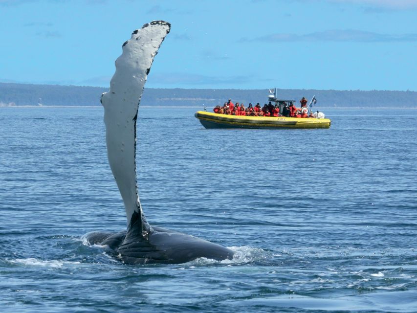 Tadoussac/Baie-Ste-Catherine: Whale Watch Zodiac Boat Tour - Inclusions and Restrictions