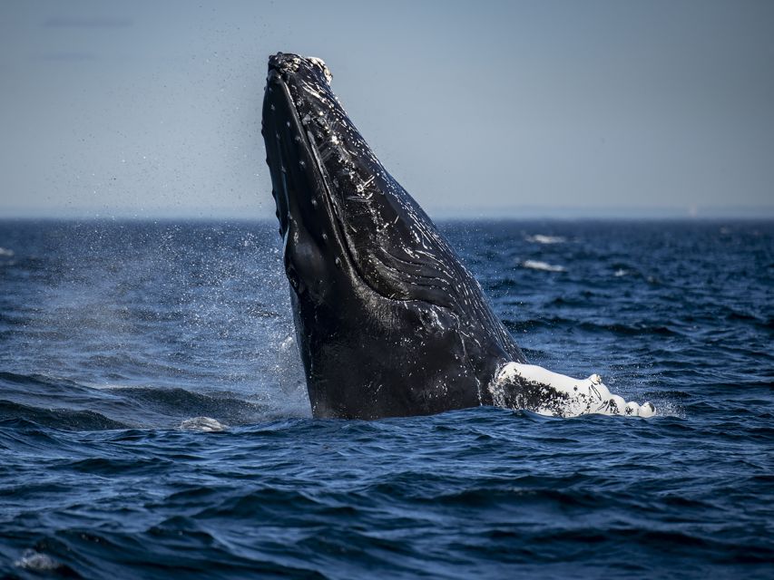 Tadoussac/Baie-Ste-Catherine: Whale Watch Zodiac Boat Tour - Booking and Pricing