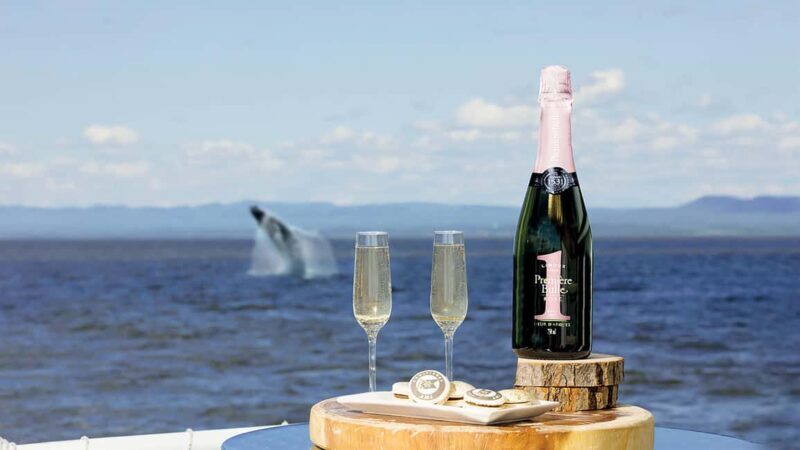 Tadoussac/Charlevoix: VIP Lounge OR UpperDeck Whale Watching - The Experience in Detail