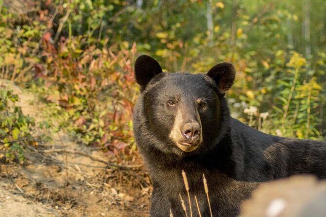 Tadoussac/Charlevoix: Whale & Bear Wildlife Tour - A Detailed Look at the Experience