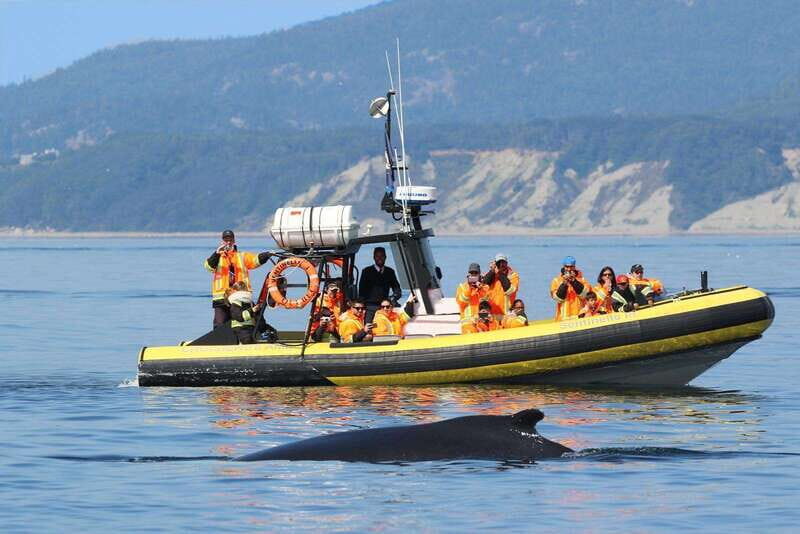 Tadoussac/Charlevoix: Whale Watching Tour & Bear Observation - An In-Depth Look at the Experience