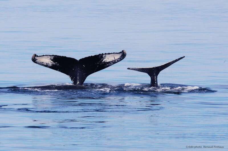 Tadoussac/Charlevoix: Whale Watching Tour & Bear Observation - Final Word