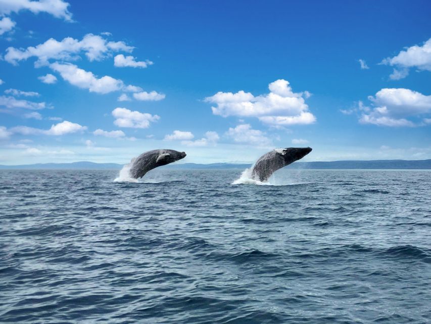 Tadoussac or Baie-Sainte-Catherine: Whale Watching Boat Tour - Key Points