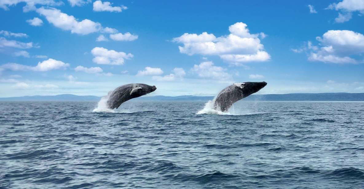 Tadoussac or Baie-Sainte-Catherine: Whale Watching Boat Tour - Duration and Languages