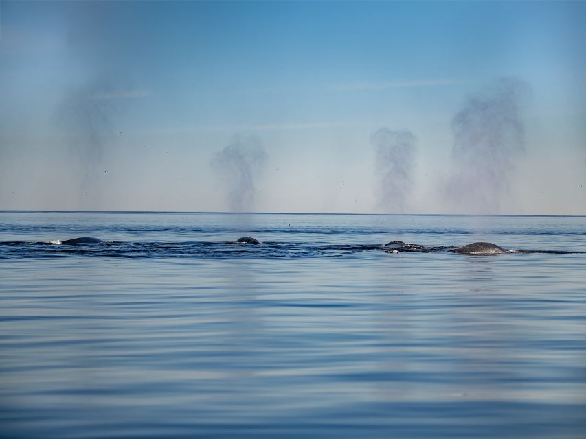 Tadoussac or Baie-Sainte-Catherine: Whale Watching Boat Tour - Included and Not Included